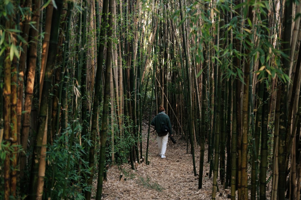 bamboo grove